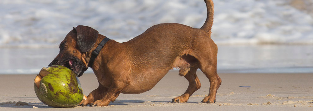 A dachshund biting a green coconut on a sandy beach with the ocean in the background.