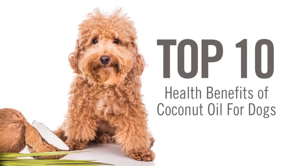 Image of a fluffy, curly-haired dog sitting next to a halved coconut and a palm leaf on a white background. The text reads, "TOP 10 Health Benefits of Coconut Oil For Dogs.