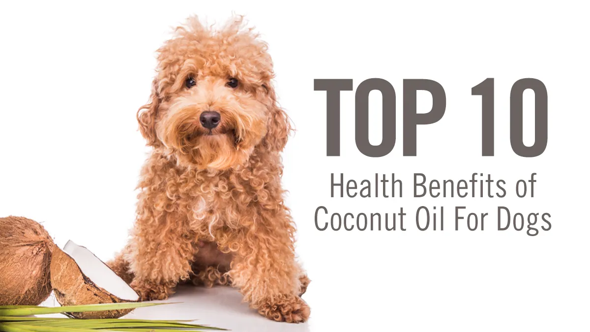 coconut oil dog