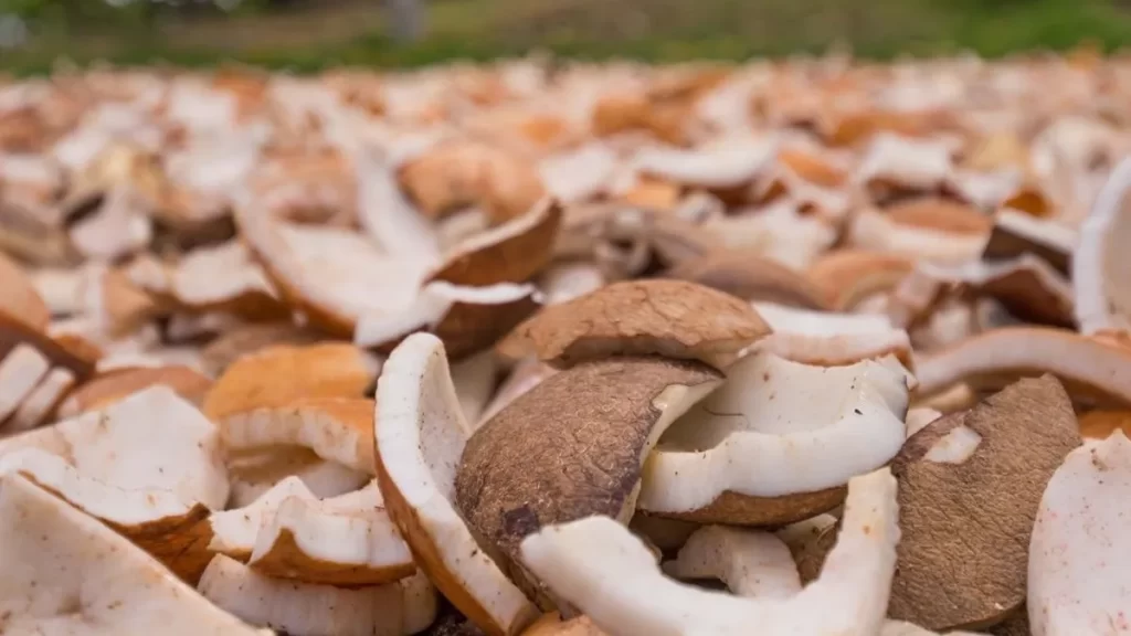 A close-up shot of numerous cracked and opened coconut shells lying scattered on the ground. The creamy white flesh is visible inside the broken brown shells. The background shows a blurred outdoor setting, indicating they are likely spread out in an open area.