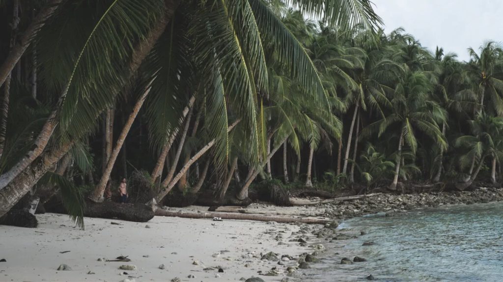 A serene tropical beach with a sandy shoreline scattered with rocks, bordered by lush palm trees, and a person visible sitting beneath them, overlooking calm waters.