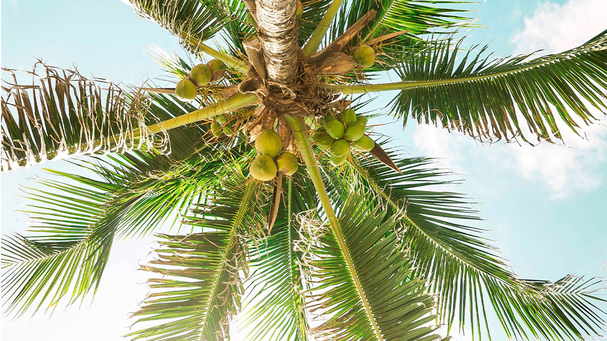 Low-angle view of a coconut palm tree with lush green fronds and multiple coconuts against a clear blue sky with scattered clouds.