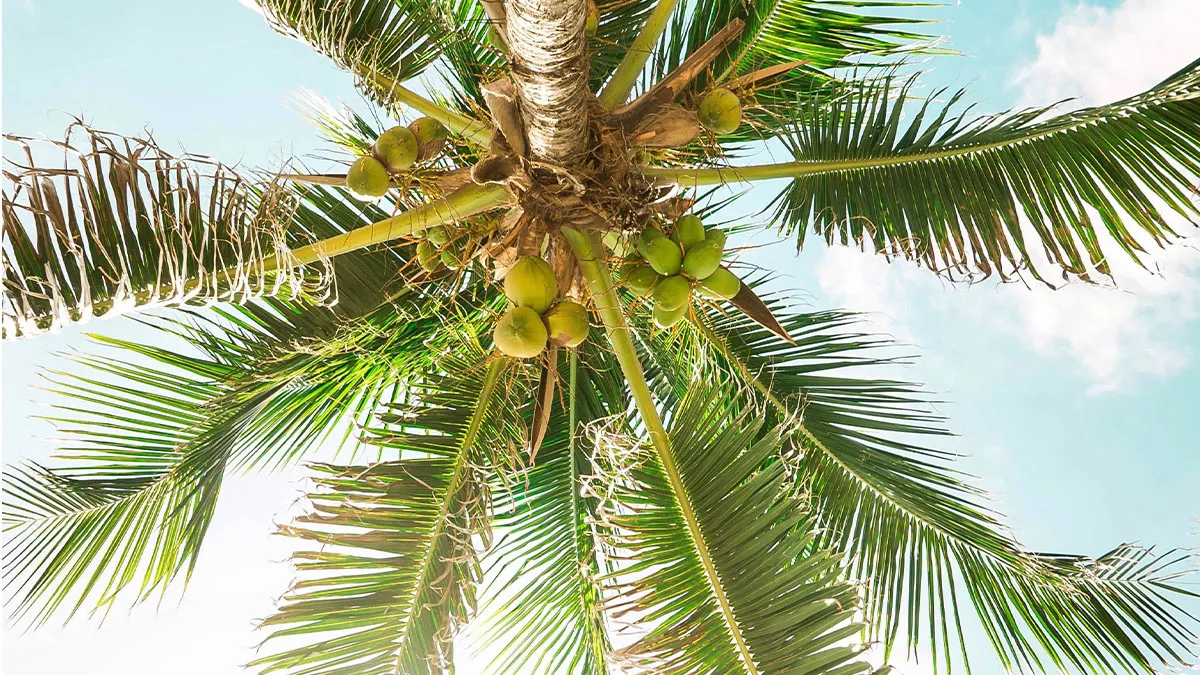 View from below of a tall coconut palm tree, showcasing its broad green fronds and several coconuts clustered near the trunk, against a backdrop of a clear blue sky with a few scattered clouds. The sunlight filters through the leaves, creating a bright, tropical ambiance.