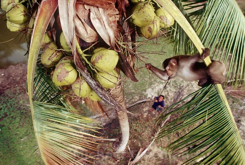 3 Questions to Ask Before Buying Coconut Products