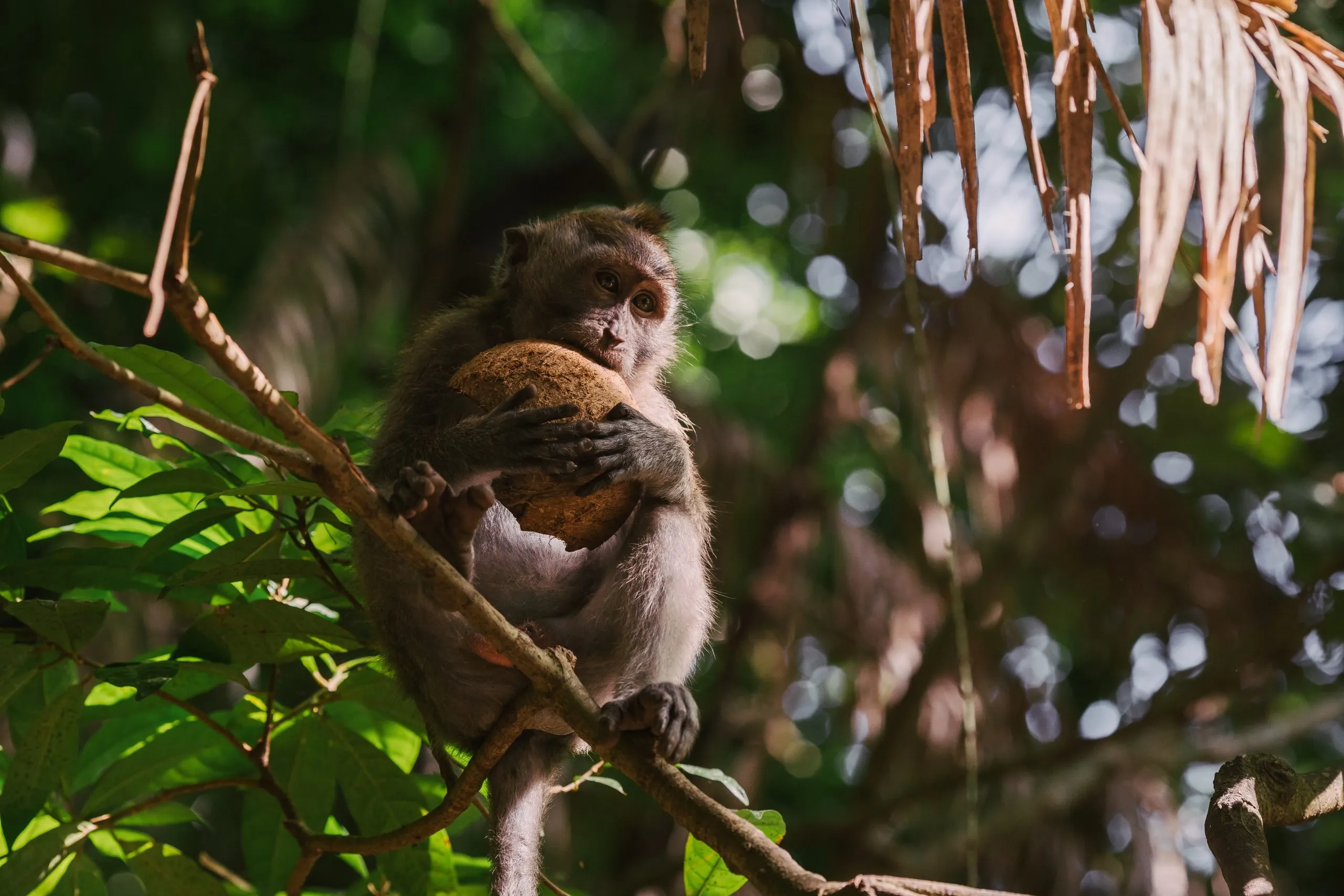 A small monkey with brown fur is perched on a tree branch, holding a coconut with both hands. The background is a lush, green forest with sunlight filtering through the leaves.