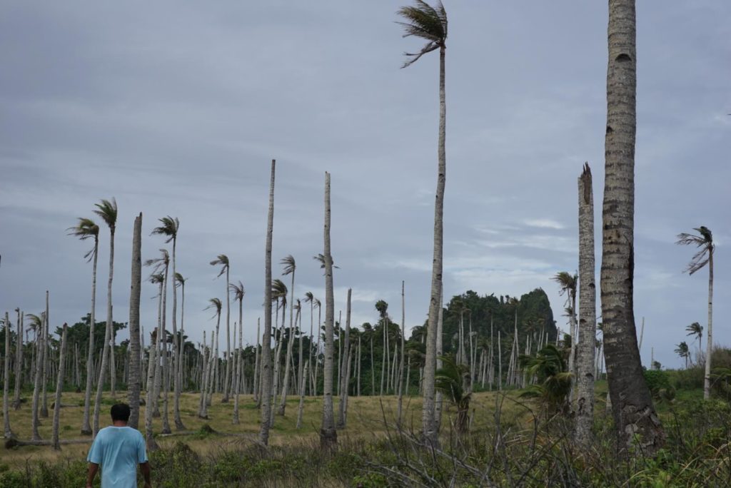 Coconut farms of Tacloban destroyed after typhoon hagupit