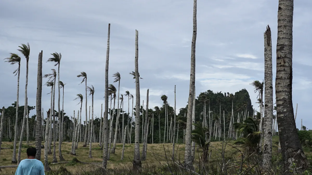 A person stands near a field of tall, skinny palm trees with few leaves under a cloudy sky. The landscape appears to have been affected by a recent storm or natural event, leaving the palm trees denuded and sparse. A dense area of green trees lies in the background.