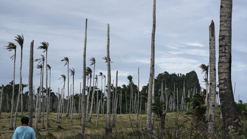 A man with his back to the camera looks over a tropical landscape with many tall, thin dead tree trunks and scattered surviving palm trees under a cloudy sky.