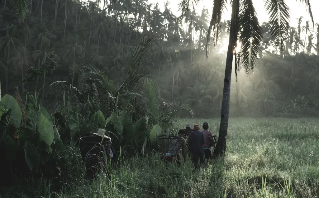 A group of people wearing hats and carrying baskets walk through a grassy field surrounded by tall palm trees. The sun peeks through the trees, casting a warm glow and light mist over the landscape.