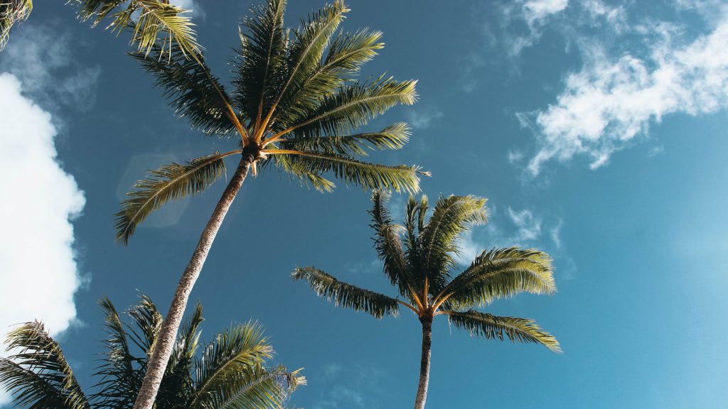 Tall palm trees with lush green fronds are seen against a backdrop of a clear, bright blue sky with scattered white clouds, giving a tropical and serene feel to the scene.
