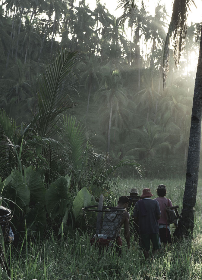 Early morning labor in the tranquil forest, as sunlight filters through the tall coconut palms and workers tend the verdant undergrowth.