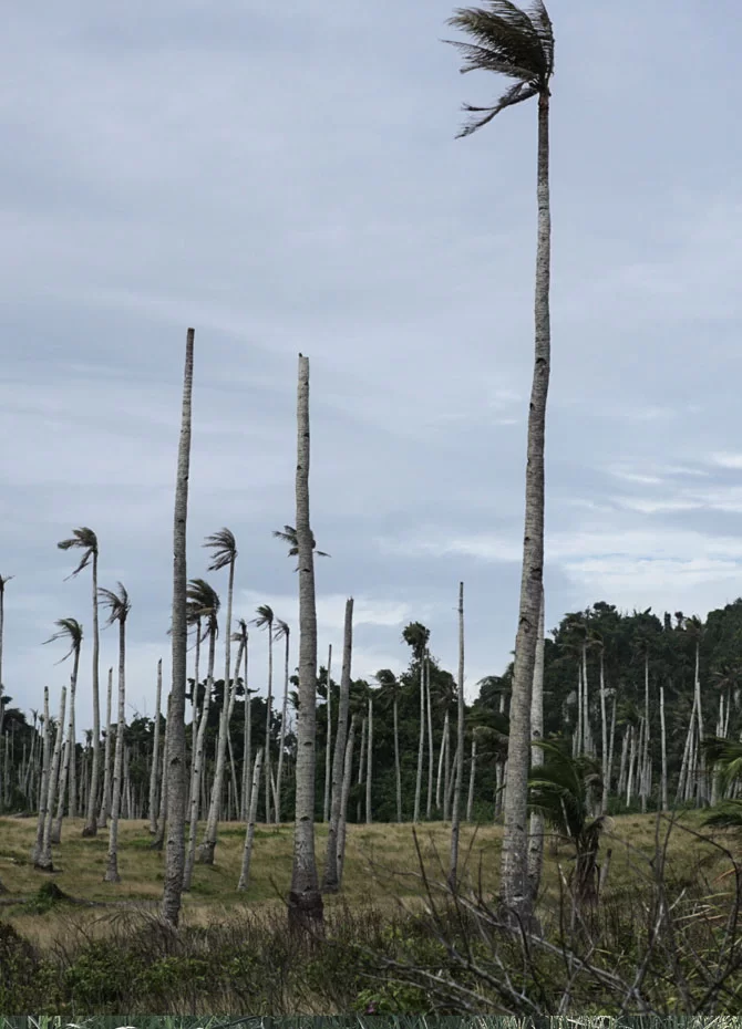 Wind-swept coconut palms stand tall against a cloudy sky, their fronds exhibiting the testament of nature's persistence.