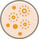 A petri dish containing orange-colored bacterial colonies with clear zones indicating potential antibiotic or coconut antiseptic activity.