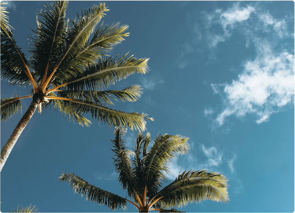 Tropical serenity: coconut palm trees whispering with the sky.