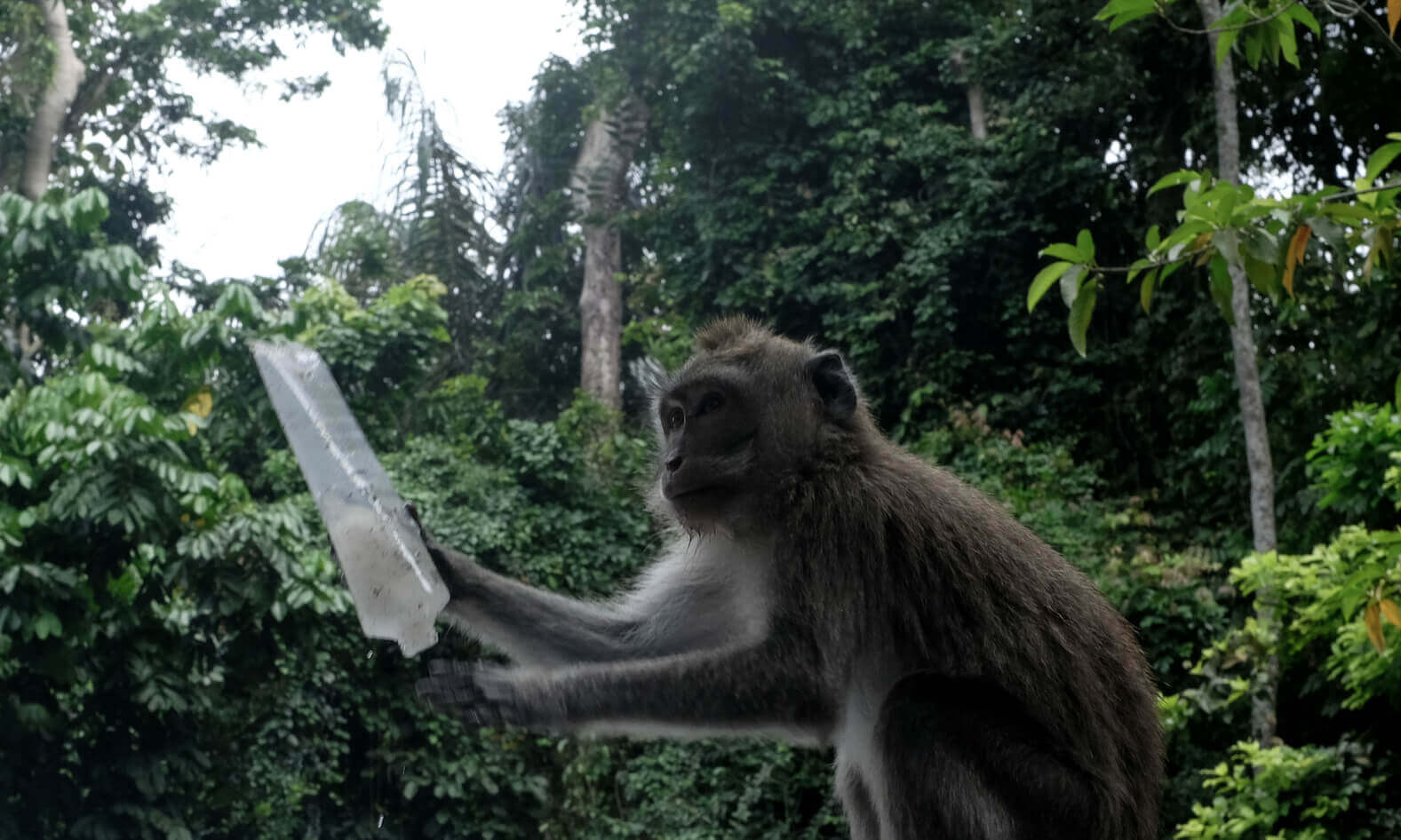 A curious monkey examining a clear plastic bottle in a lush forest setting, surrounded by coconut trees.