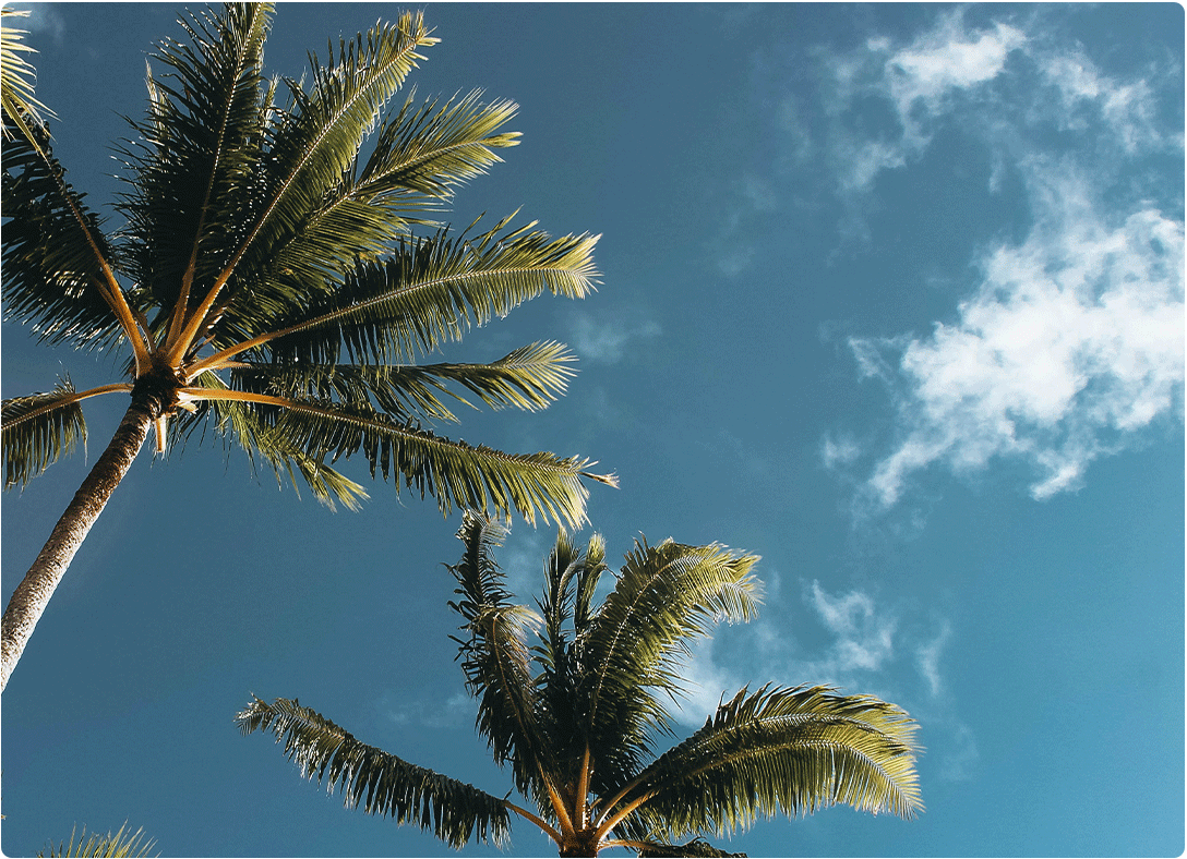 Coconut palm trees reaching towards a clear blue sky with wispy clouds.