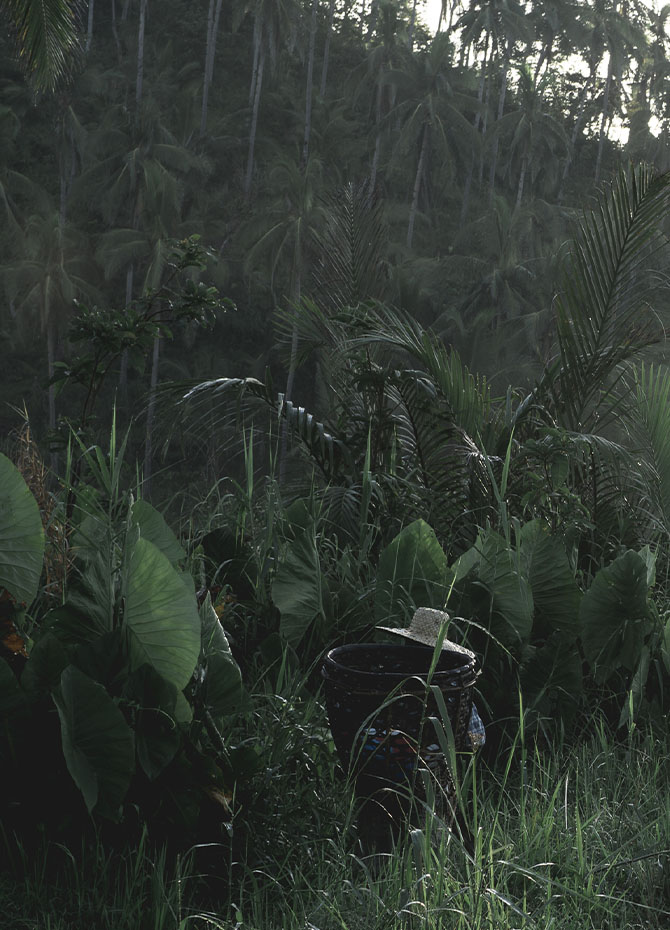 A person wearing a straw hat tends to a large clay pot amidst dense tropical foliage. Tall palm trees rise in the background, and the scene is shrouded in mist, creating a serene, almost mystical atmosphere.