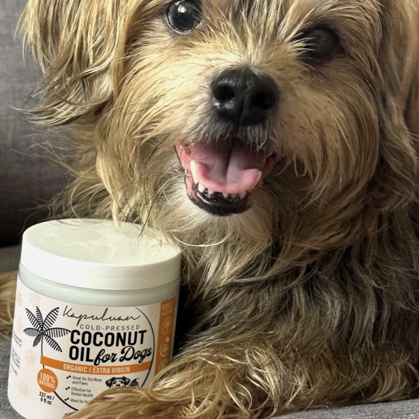 A small, fluffy dog with brown and black fur sits on a gray couch, happily resting its head next to a container labeled "Coconut Oil for Dogs." The dog appears cheerful, with its tongue out and mouth slightly open.