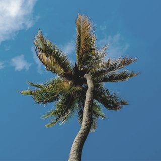 Kapuluan wants to thank you for all of your support in purchasing our products. 🤝 We continue to contribute to people, animals, and the planet with nourishment, balance, health, wellbeing, sustainability, and hope. We aim to reach our goal of planting 1 million coconut palm trees every year for every item sold. 🌴

#coconutoil #vegan #pollution #saveearth #kapuluan